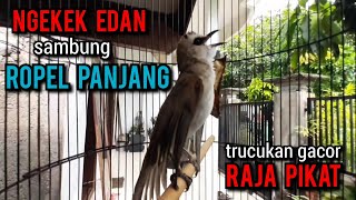 Download lagu trucukan ropel panjang NGEKEK EDAN buat pancingan trucukan agar bunyi jadikan trucukan gacor sketika mp3