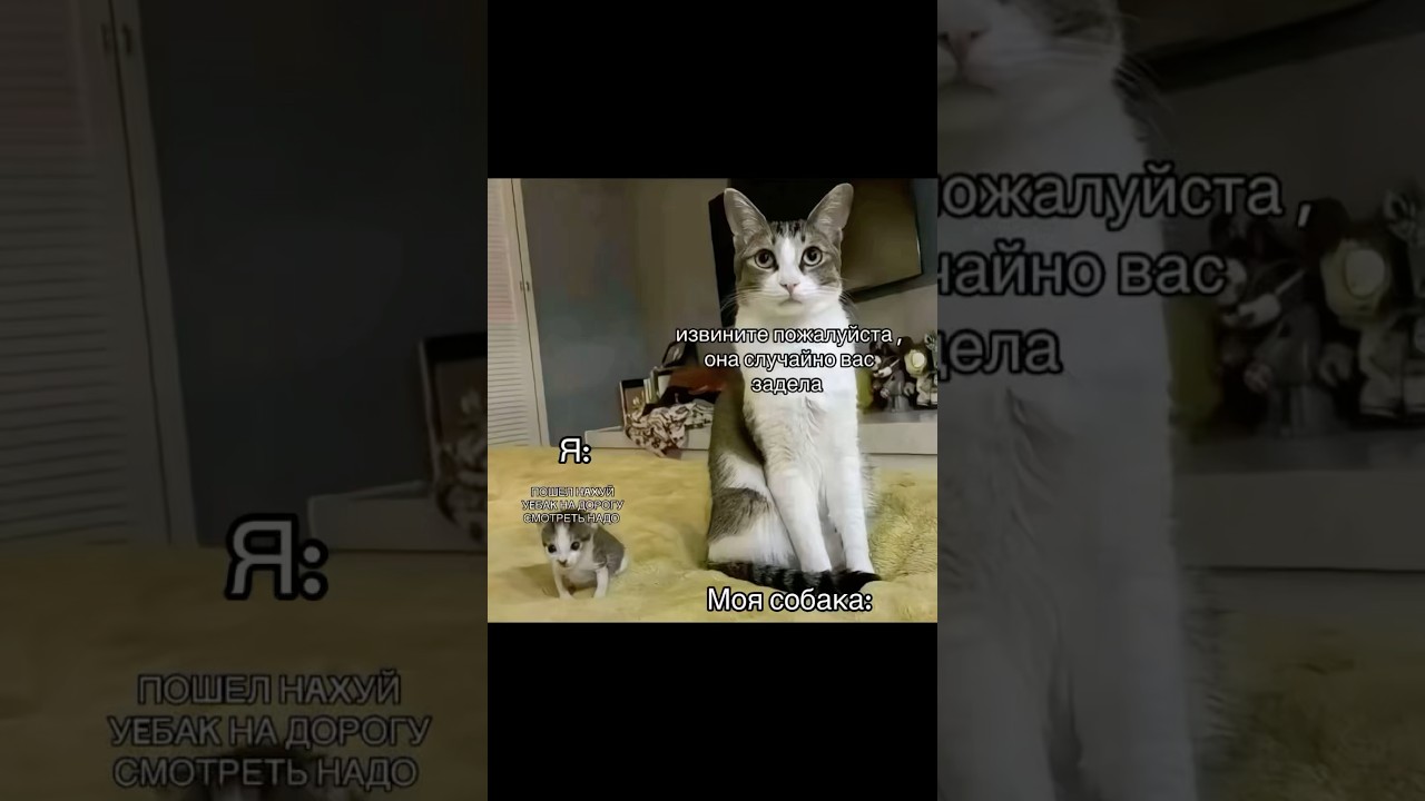 Правильно говорят, надо бояться не собаку, а его хозяйку 🤣 #сао #собака #алабай #волкодав #прикол