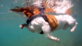 preview picture of video 'Swimming / Surfing dog - Bono (Jack Russell Terrier on holidays) UNDER WATER HD'