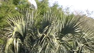 preview picture of video 'Alligator Farm - St. Augustine, FL - Bird Rookery'