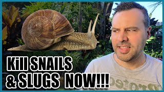 How to Get Rid of SLUGS & SNAILS