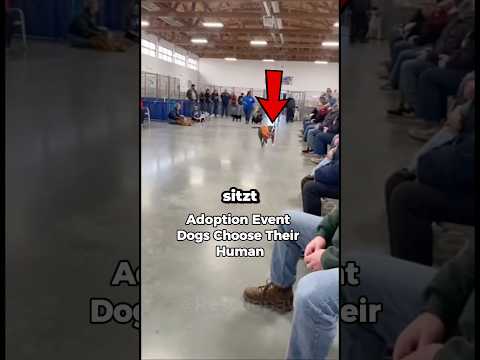 Diese Hunde suchen sich ihre Besitzer aus… 🥹💕