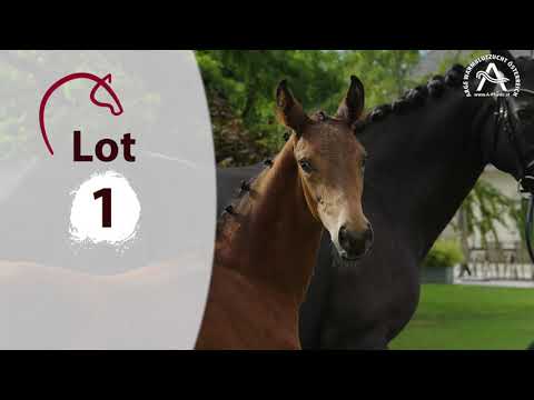 Alle Informationen zu den Fohlen finden Sie auf www.fohlenauktion.at - LOT1