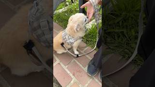 しっぽをブンブン回す空腹のチワワ #funny #ちわわ #癒し