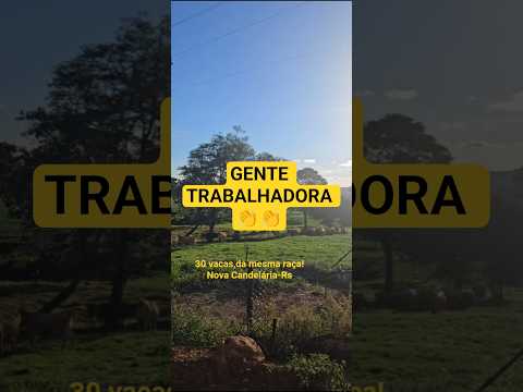Nova Candelária-Rs!#vidanointerior #riograndedosul #vacas #rural #rurallife
