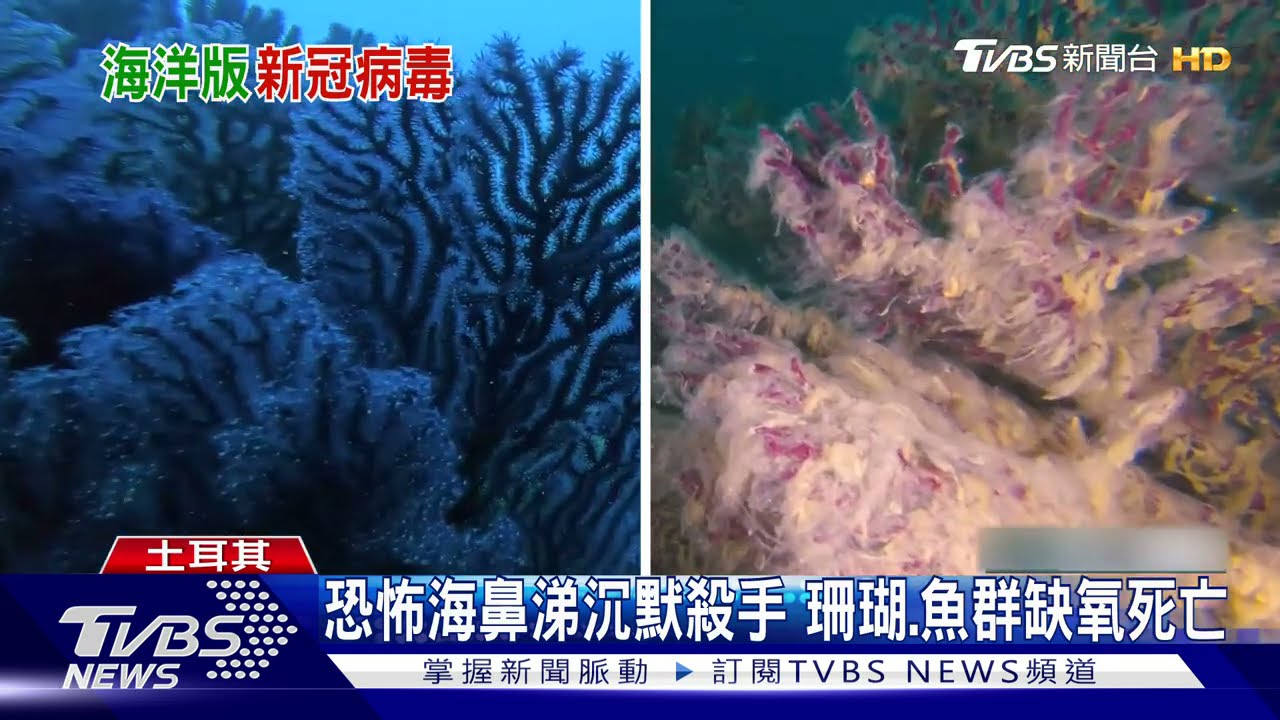 大海流鼻涕!土耳其外海驚見白色黏液 生物死亡漁業受創