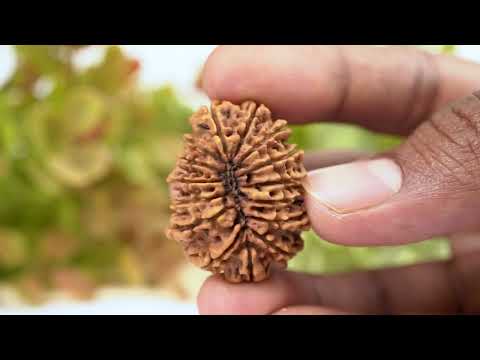 Rudraksha Product Image