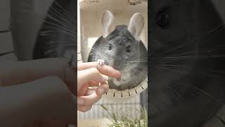チンチラを飼うと人生損する #Shorts
