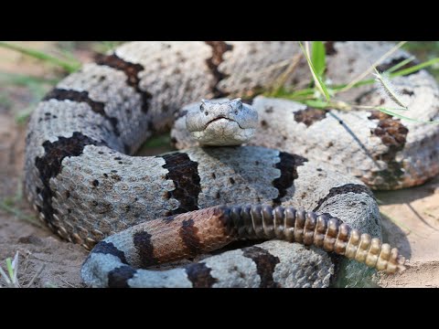 Epic Mountain rattlesnakes of Arizona!