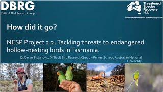 Tackling threats to endangered hollow-nesting birds in Tasmania