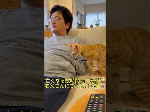 😭【涙腺崩壊】亡くなる数時間前、最後の力を振り絞ってお父さんに甘えに来た猫