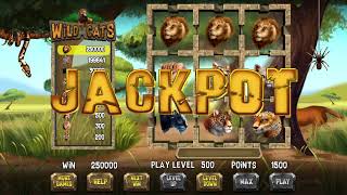 Wild Cats - PA Skill Game - Huge Win & Bonus Spins! Skill Machine in Pennsylvania - Prominentt Games
