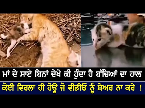 ਮਾਂ ਦੇ ਸਾਏ ਬਿਨਾਂ ਦੇਖੋ ਕੀ ਹੁੰਦਾ ਹੈ ਬੱਚਿਆਂ ਦਾ ਹਾਲ