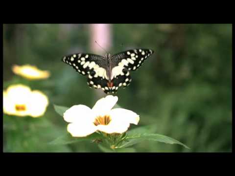 チョウの飛翔　700fps　ハイスピード