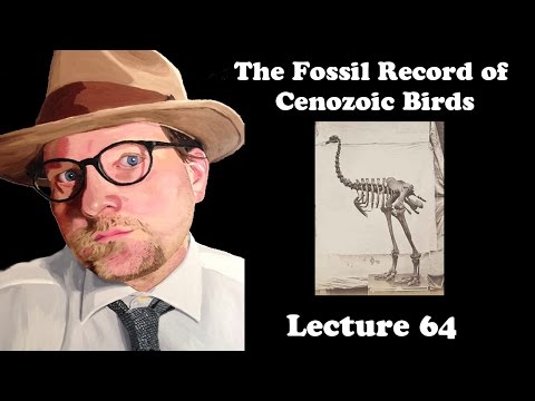 Lecture 64 The Fossil Record of Cenozoic Birds