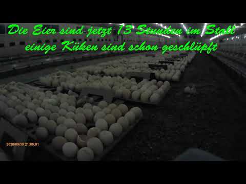 Hümmelske Buren! Küken schlüpfen im Stall