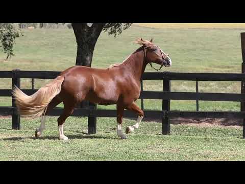 22 Índia Pintada dos Castanheiros