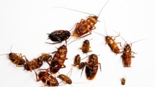 🐜 Ultimate Guide to Cockroach Control: Boric Acid Solutions | 2024 Update | TheCoolFactShow