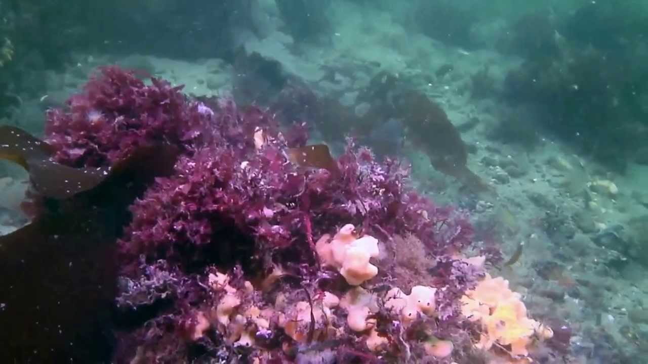 Naturdyk i Geopark Det Sydfynske Øhav