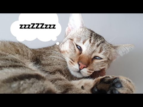 Cat Twitching And Sleeps With Eyes Open