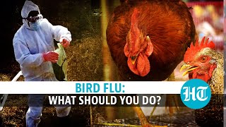 Bird flu: Threat to humans, precautions, & how to cook chicken | Explained