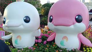 P.4 gala D off The Golden Buohimia & the unexpected meeting@lolakidsmixtv5957