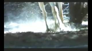 Pegasus Production GV