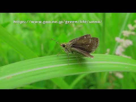 ホシチャバネセセリの飛翔　Aeromachus inachus