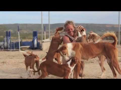 Podenco Friends - Abrils pups 10 weeks later