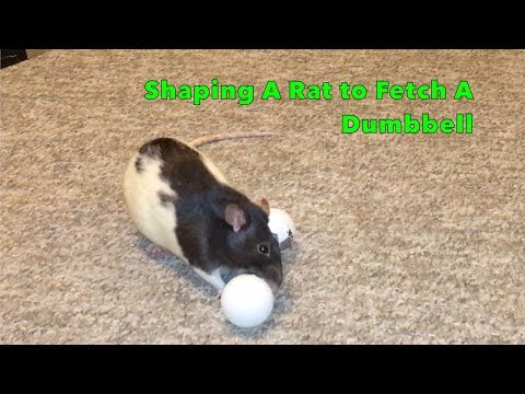 Free-Shaping a Rat to Fetch - Cream Learns to Fetch a Dumbbell
