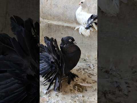 Black Lakkha Kabutar | Maa Mujhe Kala Kyu Banaya Short Video | Black Fantail Pigeon #shorts #share