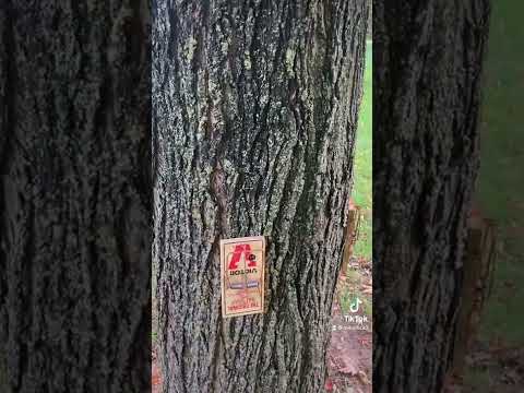 Trap placement for nuisance red squirrels