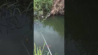 Download lagu BETOK FISH ALSO LOVE THIS BAIT #fishing #fishing #wildfishing #fishingmania #adventure mp3