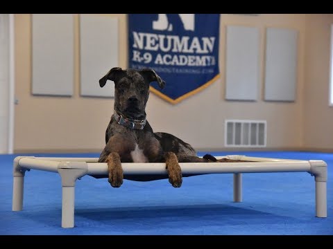 YouTube video about: How to train catahoula leopard dog?