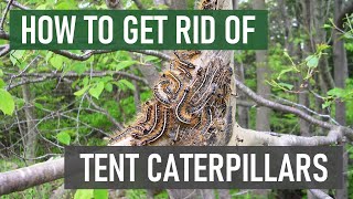 How to Get Rid of Tent Caterpillars [4 Easy Steps!]