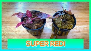 RED TIGER LOTUS, DWARF AQUARIUM LILY - AQUARIUM PLANT CARE GUIDE