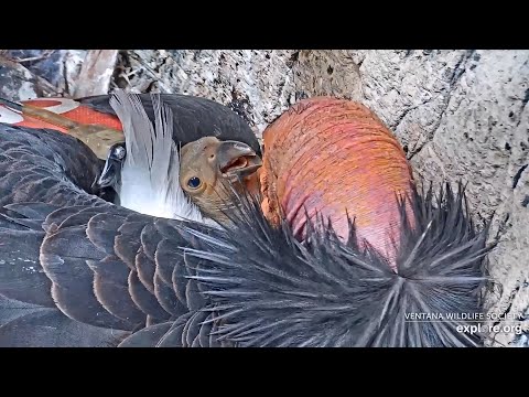 Big Sur Day #19 🐥Feeding Time & Snuggle Time!💕Condor Chick Sports A Full Crop!👍2020-05-13