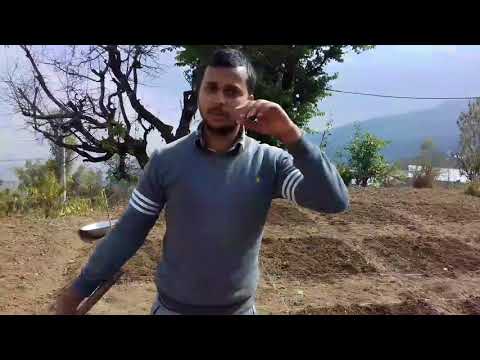 Club-root management trail