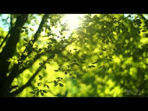 BEST NIGHTINGALE SONG 3 Hours Nightingale Singing, Birds Chirping