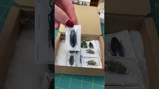 Open a order with me😊 #entomology #insects #responsiblysourced #taxidermist #art #beetle #artist