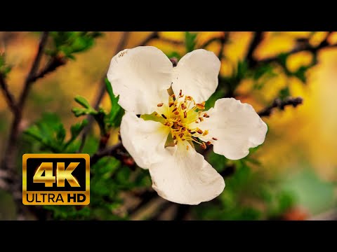 1 hour Breathtaking Colors of Nature in 4K  🌺🌹Butterflies, Birds and Flowers- Relax Music.