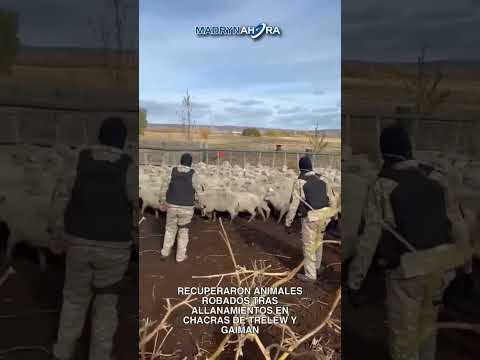 🚔 La Fiscalía de Puerto Madryn realizó allanamientos positivos en chacras de Trelew y Gaiman en el…