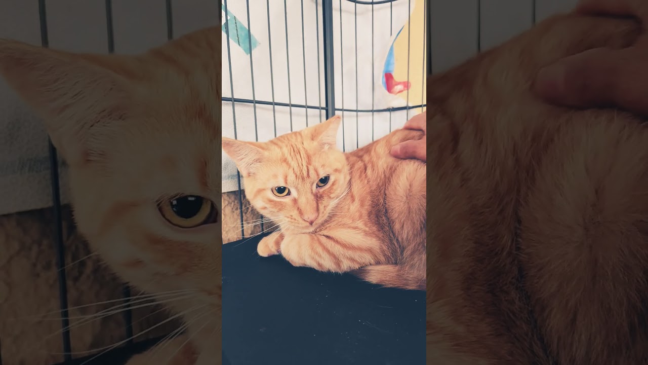 Butterscotch, a Adoptable mixed breed in Mt View, CA video 3/6