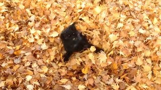 Cats Playing in Leaves