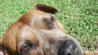 Stinky - goodbye my friend