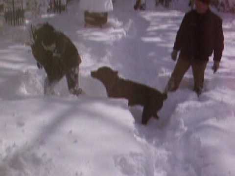 Ale falling into snow