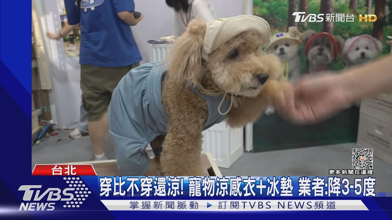 富養毛孩！貓雪茄、涼感衣、燕窩　飼主：買破萬