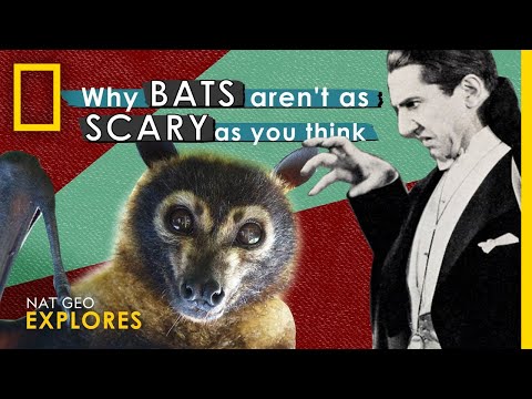為什麼蝙蝠沒有你想象中的那麼可怕｜Nat Geo Explores (Why Bats Aren't as Scary as You Think | Nat Geo Explores)