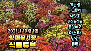 양재꽃시장 식물튜브 [황화코스모스, 핑크뮬리, 꽃범의꼬리, 가든멈, 땅콩사랑초, 관상용석류, 플럼바고 등등]…