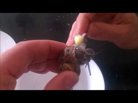 BAVA DI LUMACA, BENEFICI E COME ESTRARLA